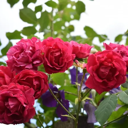 De Cep Et De Gres Apartman Mutzig