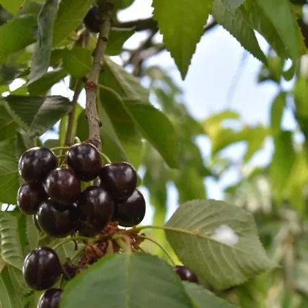 Apartman De Cep Et De Gres *